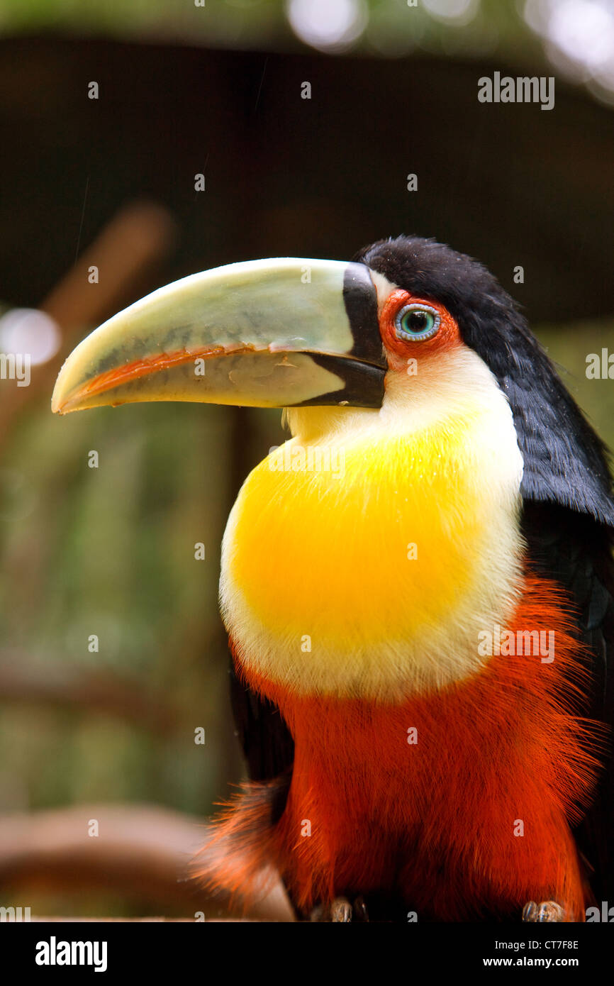 Toucan à ventre rouge dans la région de Parque das Aves ou Bird Park Banque D'Images