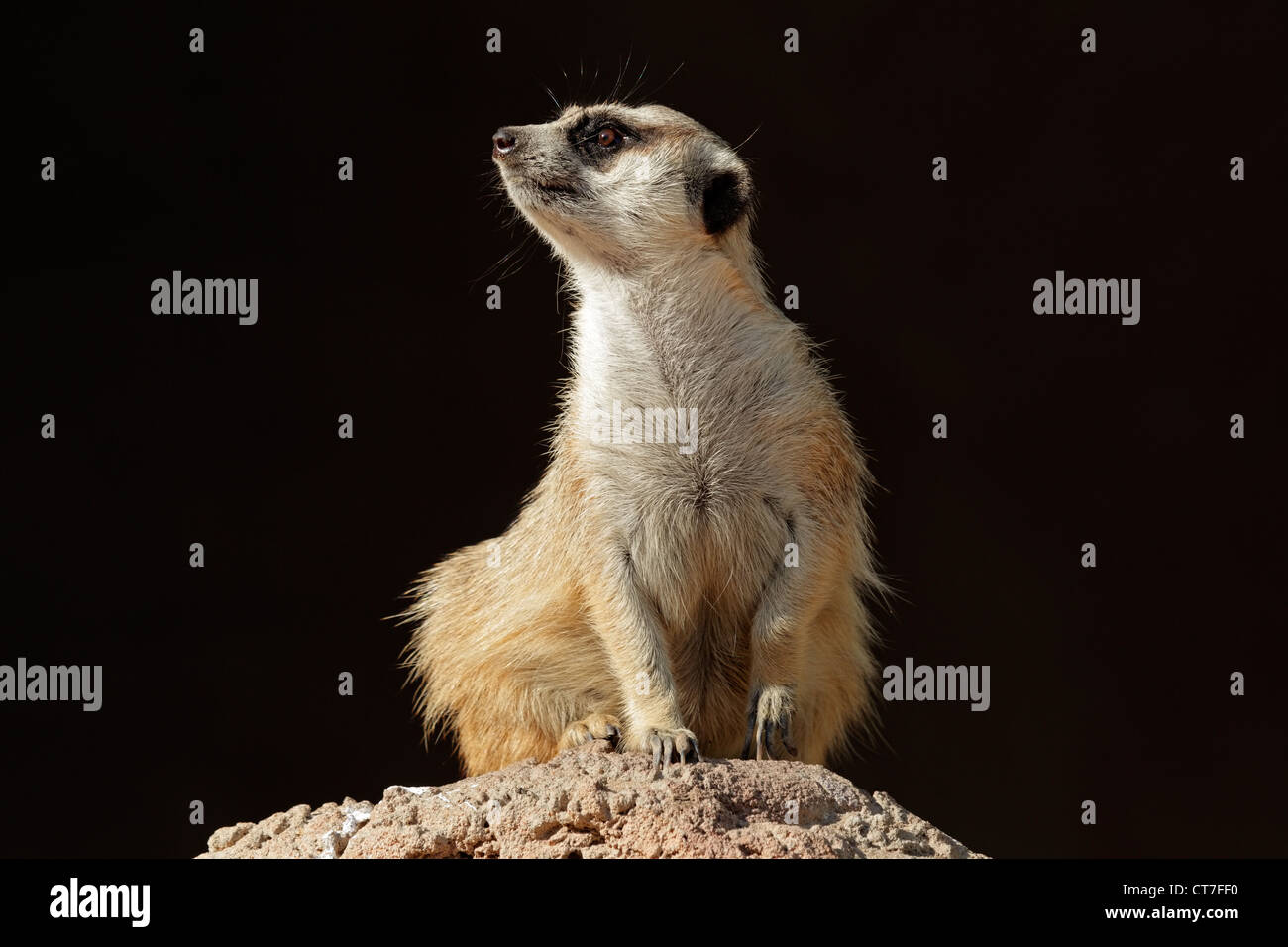 Meerkat alerte (Suricata suricatta) en garde sur le dessus d'une fourmilière, Afrique du Sud Banque D'Images