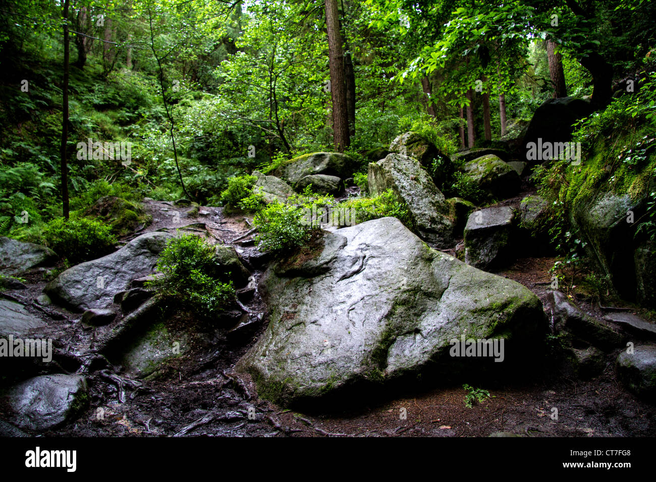 Gros rocher dans la région de glade forestiers humides Banque D'Images