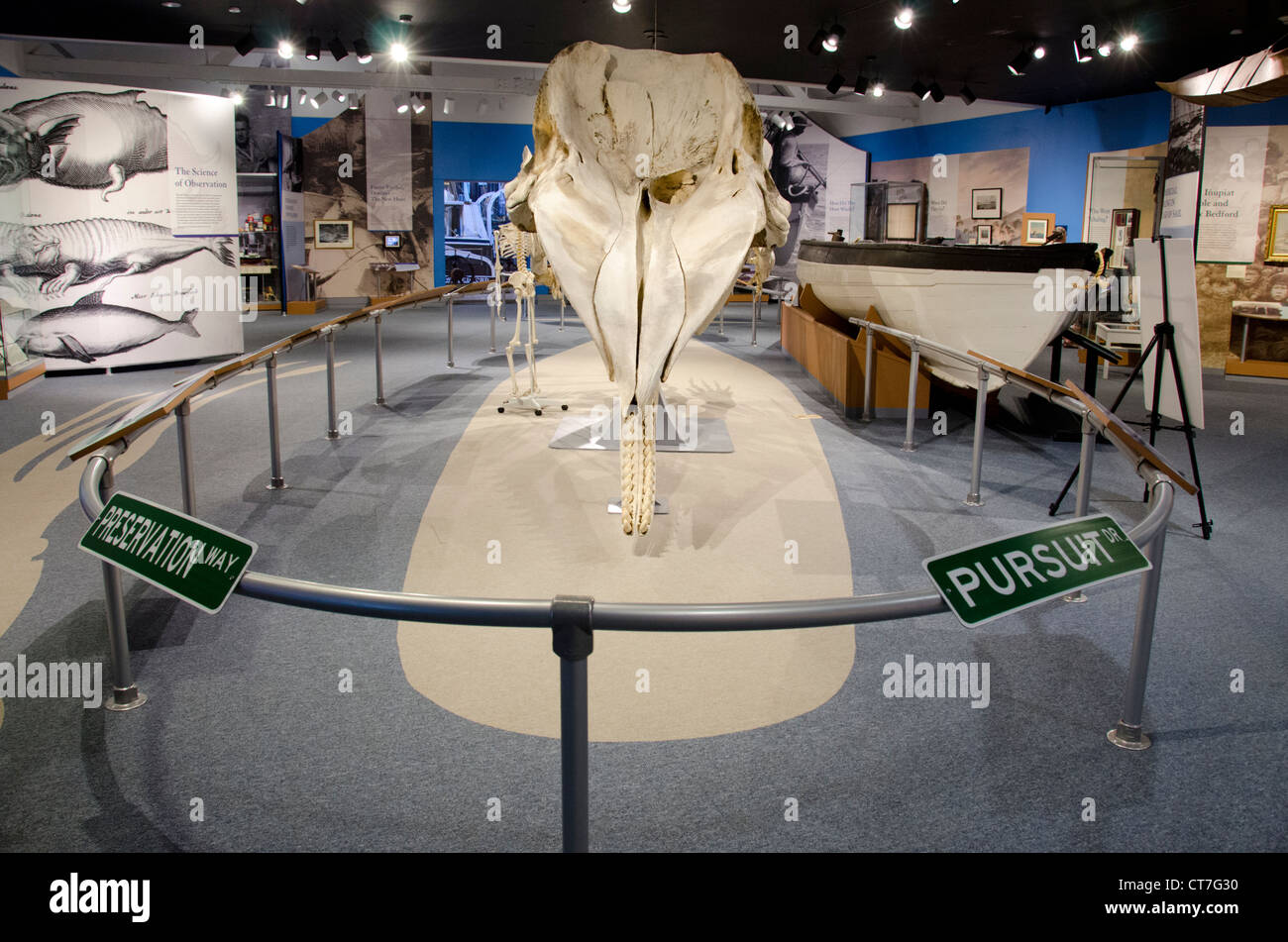 Le Massachusetts, New Bedford. New Bedford Whaling Museum, squelette de cachalot. Banque D'Images