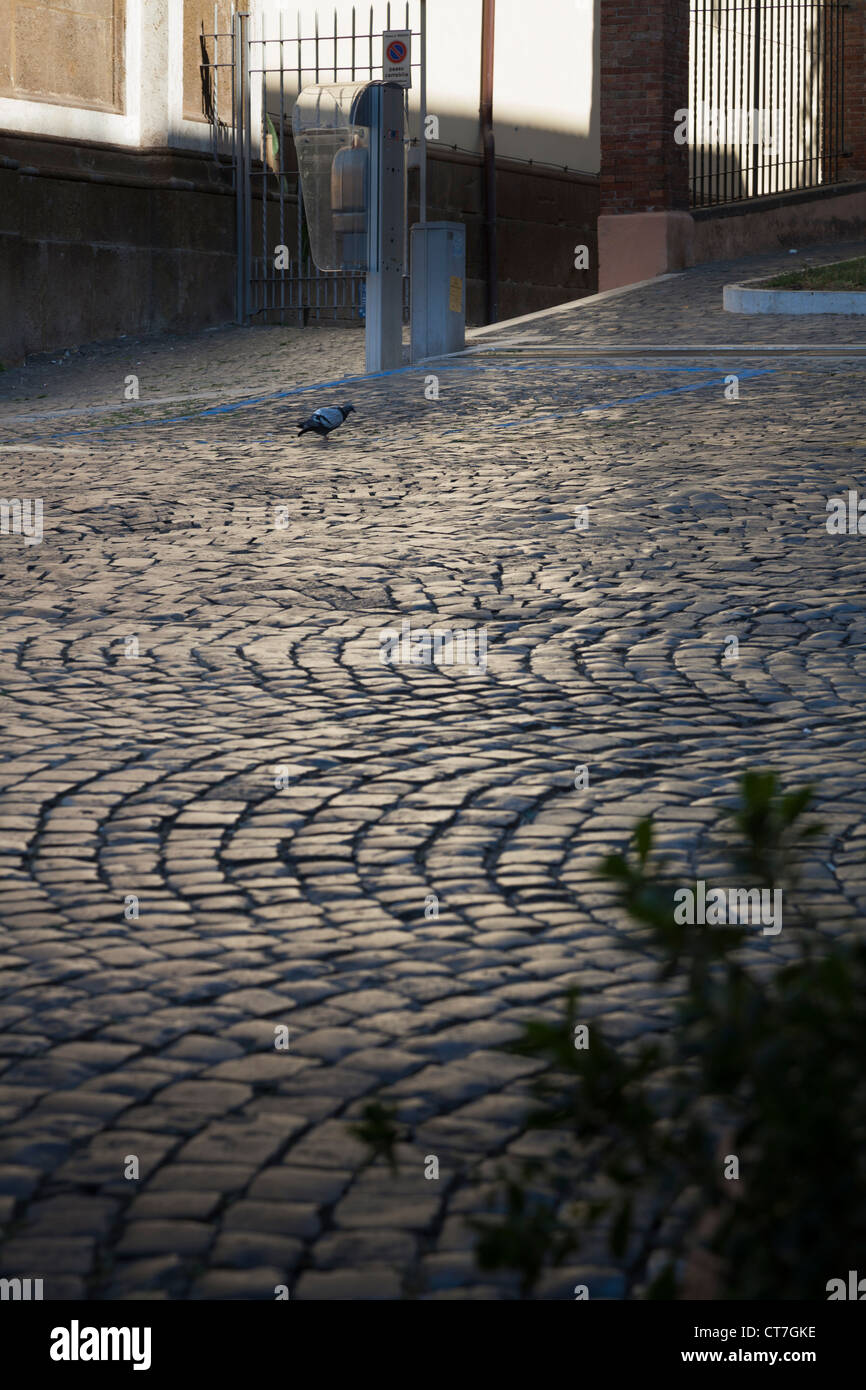 Pierres de cailloux avec la lumière se reflétant sheen pigeon Banque D'Images