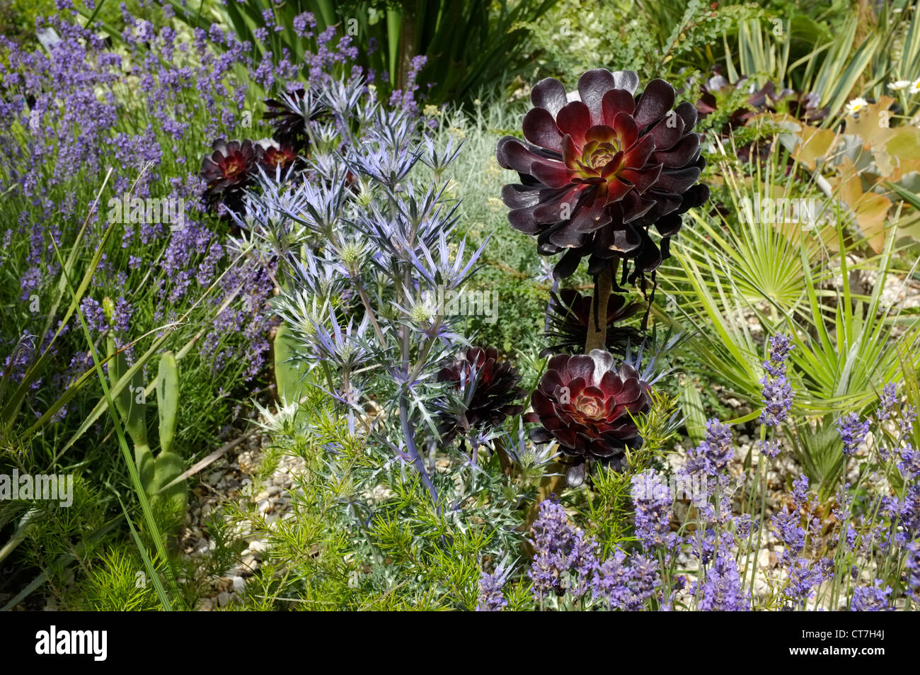 La lavande Lavandula angustifolia 'Munstead' , Eryngium bourgatii Picos 'Bleu' et Aeonium arboreum var. atropurpureum Zwartkop' Banque D'Images