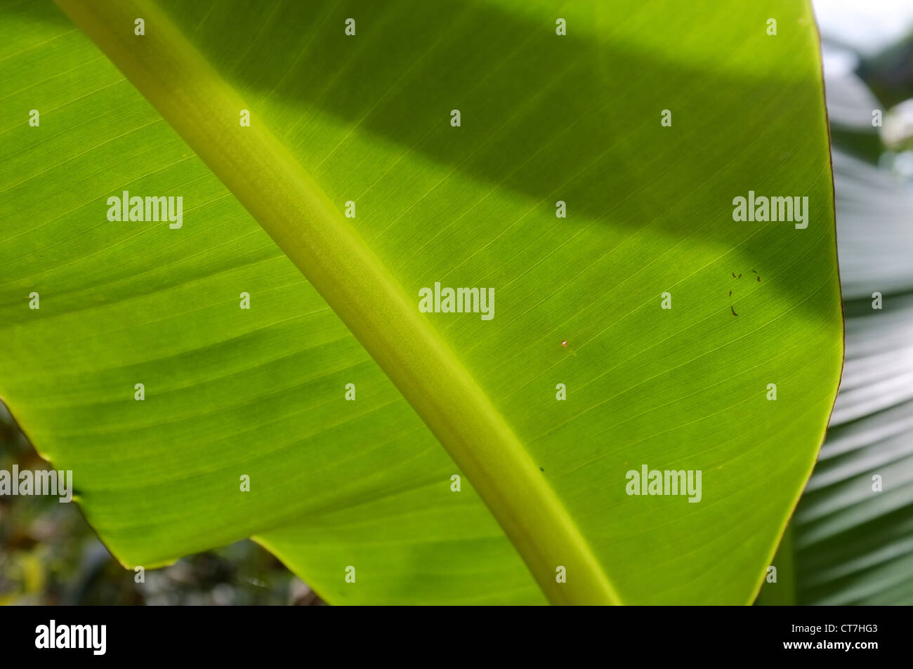 Close up of Musa Basjoo ou des feuilles de bananier hardy Racine Banque D'Images