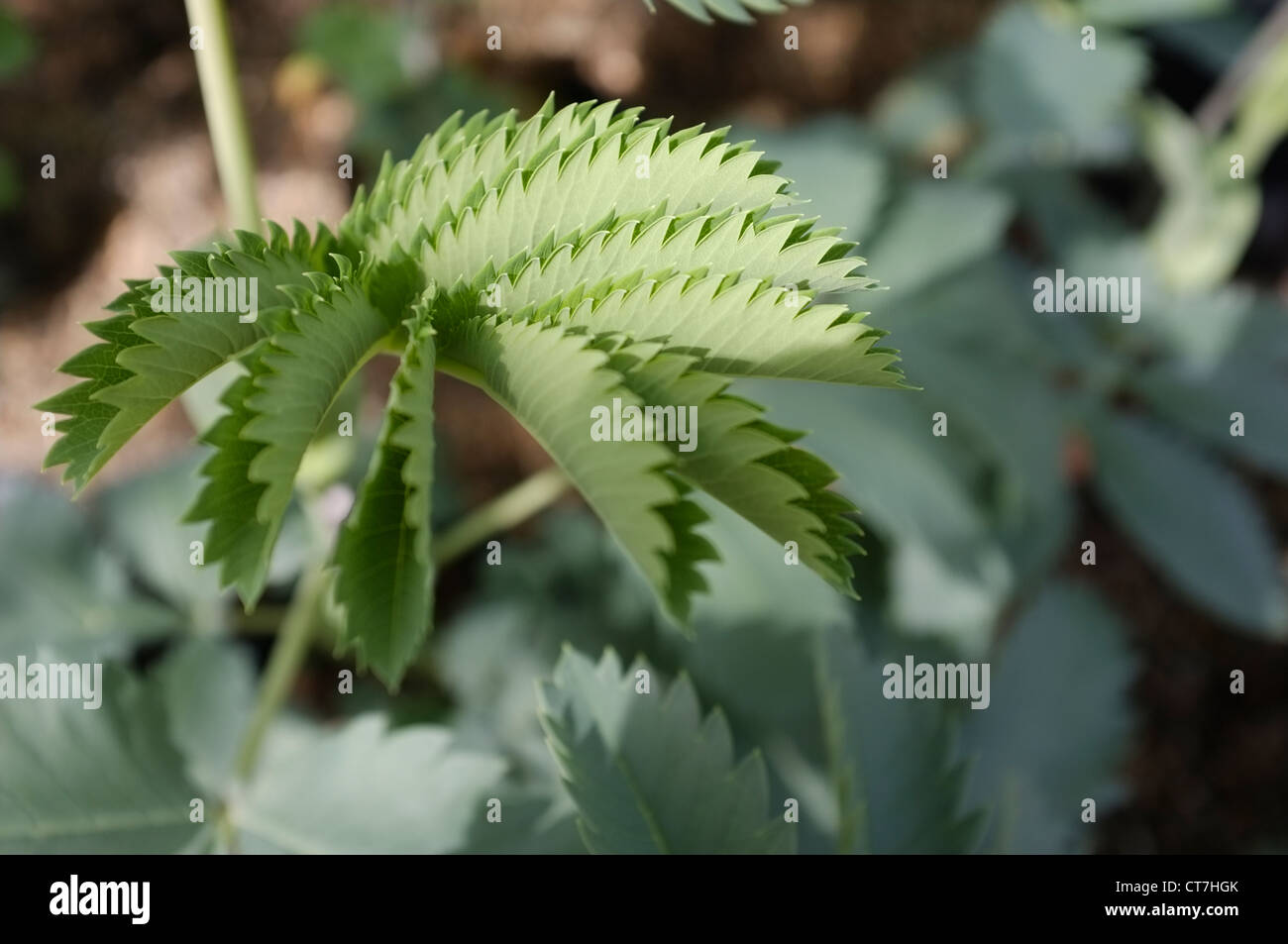 Melianthus major (miel de fleur ou Kruidjie géant-roer-ma-nie) est un arbuste à feuilles persistantes de gourmands - Feuilles Banque D'Images Melianthus major (miel de fleur ou Kruidjie géant-roer-ma-nie) est un arbuste à feuilles persistantes de gourmands - Feuilles Banque D'Images