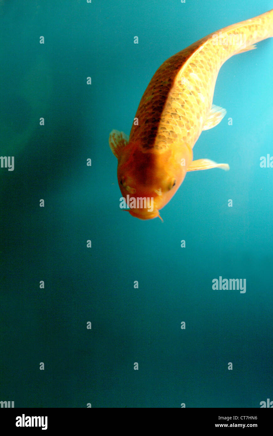 Poisson rouge Banque D'Images