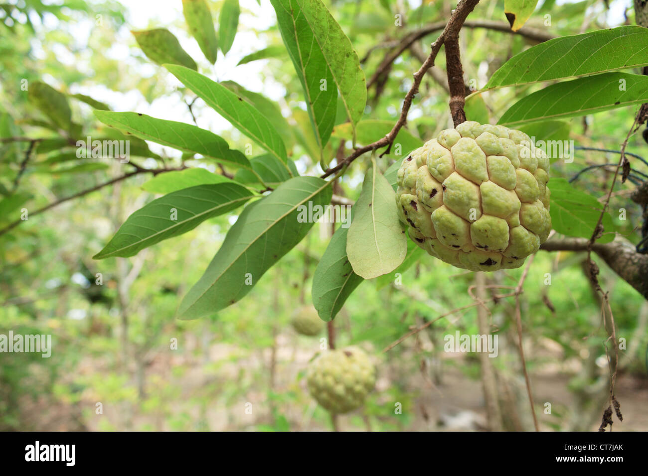 Pommes à la crème ou du sucre des pommes ou de l'Annona squamosa Linn. poussant sur un arbre dans le jardin de la Thaïlande Banque D'Images