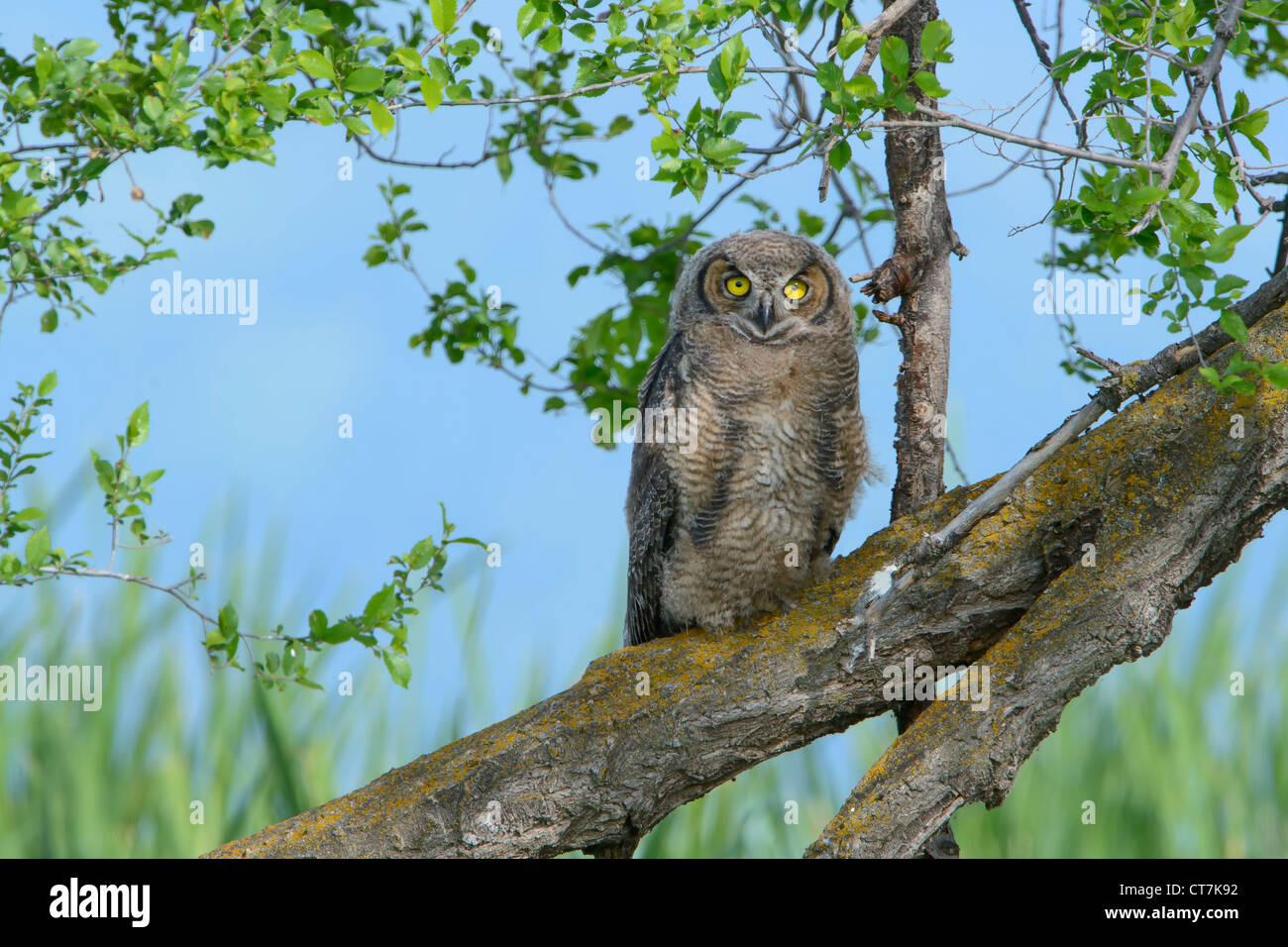 Un grand-duc d'Owlet est assis sur une branche près de ses parents, observer le monde autour de lui, l'ouest du Montana Banque D'Images