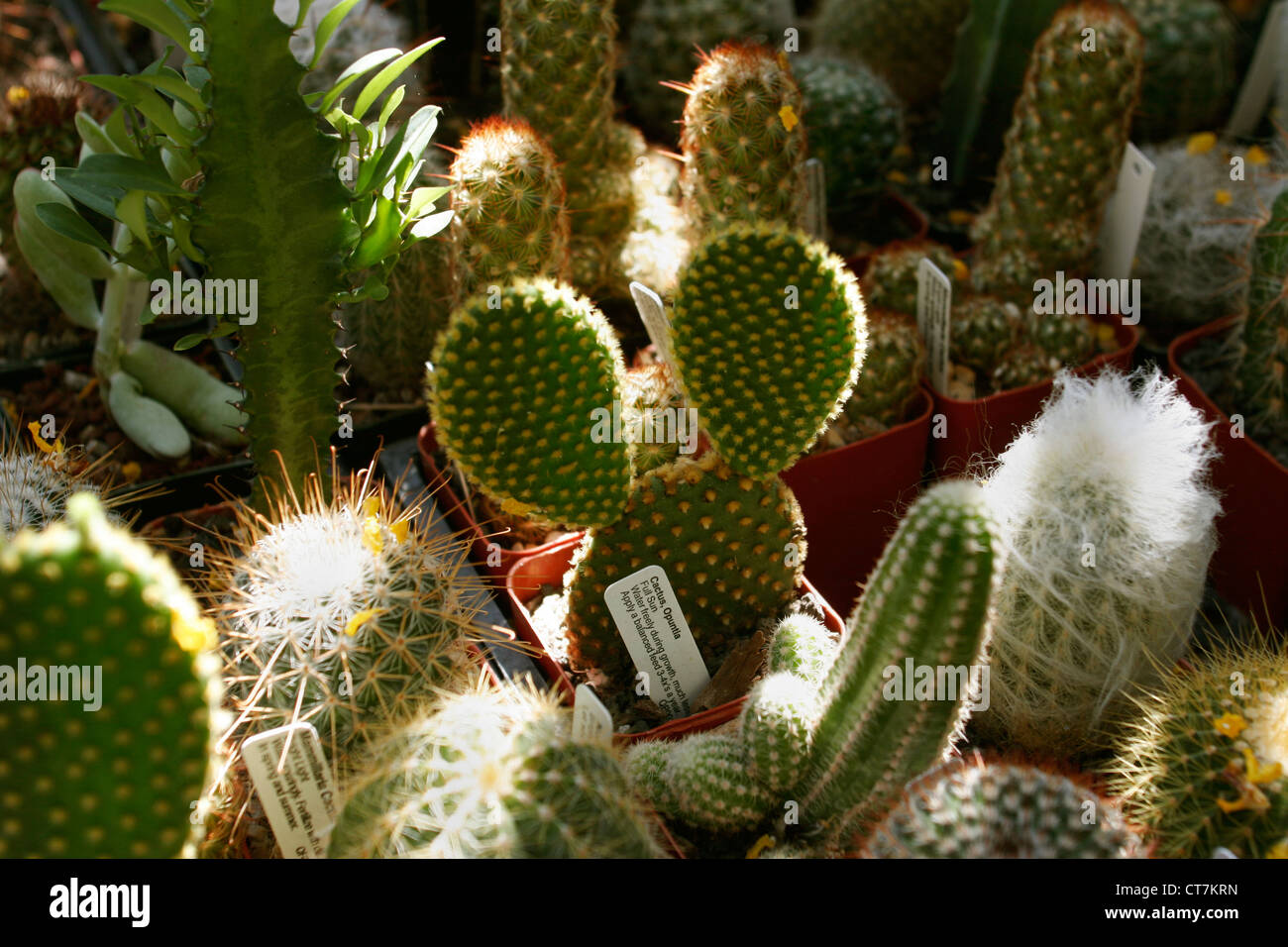 Oreilles de Mickey cactus Photo Stock - Alamy