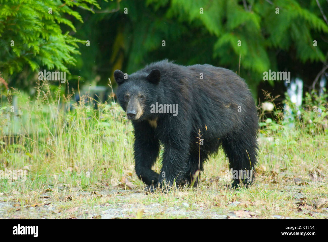 Ours noir (Ursus americanus) dans la région de Bella Coola (Colombie-Britannique) Banque D'Images