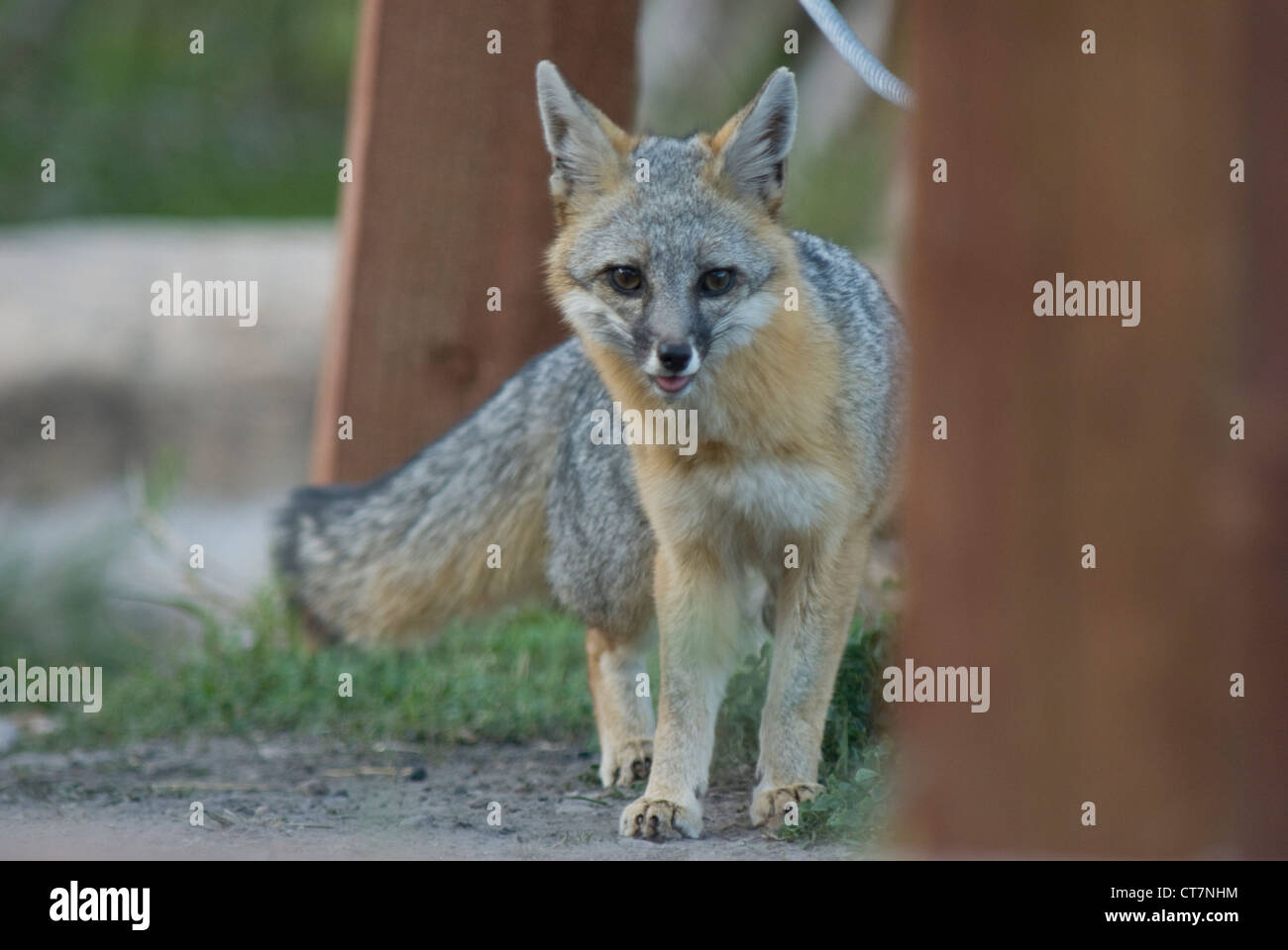 Le renard gris (Urocyon cinereoargenteus) à Red Rock, Californie Banque D'Images