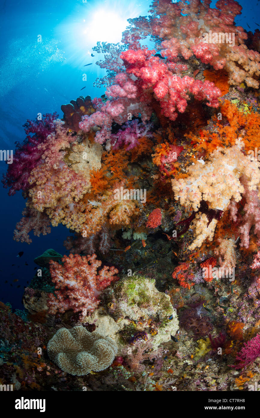 En corail mou de Raja Ampat, Indonésie Banque D'Images