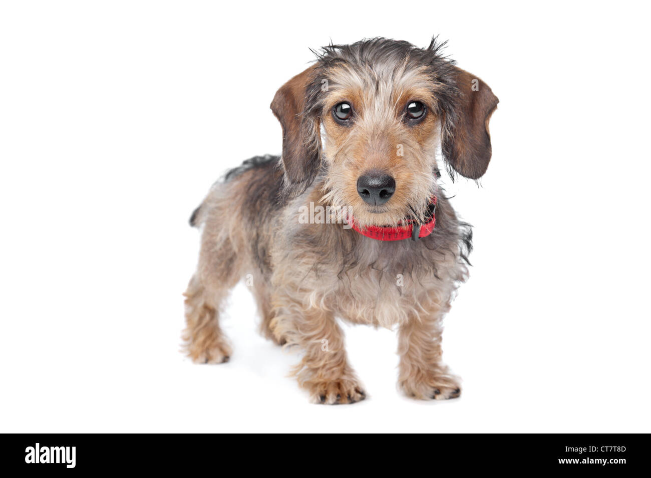 Teckel à poil devant un fond blanc Banque D'Images