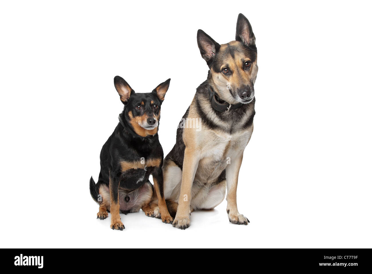 Deux chiens de race mixte devant un fond blanc Banque D'Images