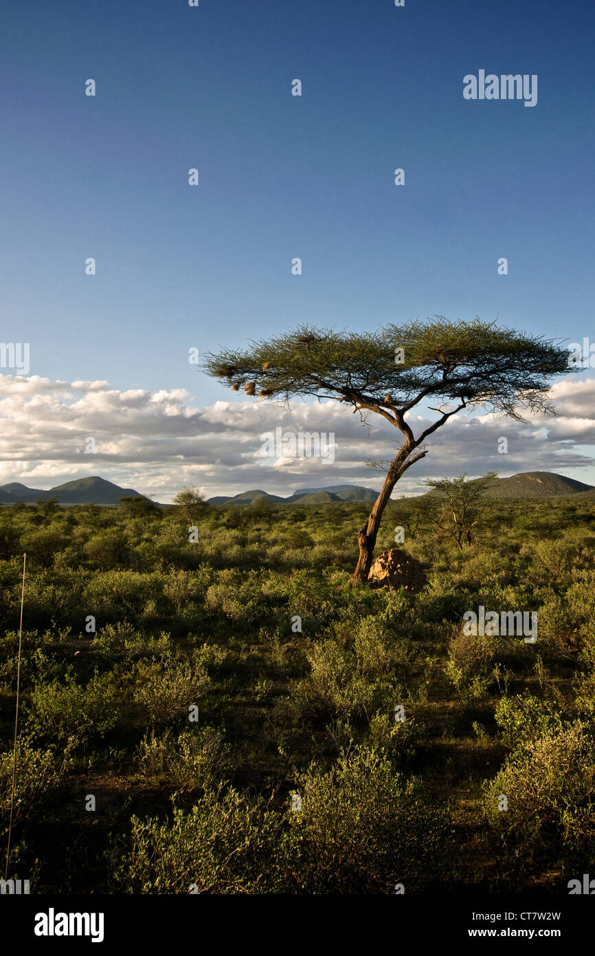 Magnifique paysage de Samburu. Afrique du Sud Banque D'Images