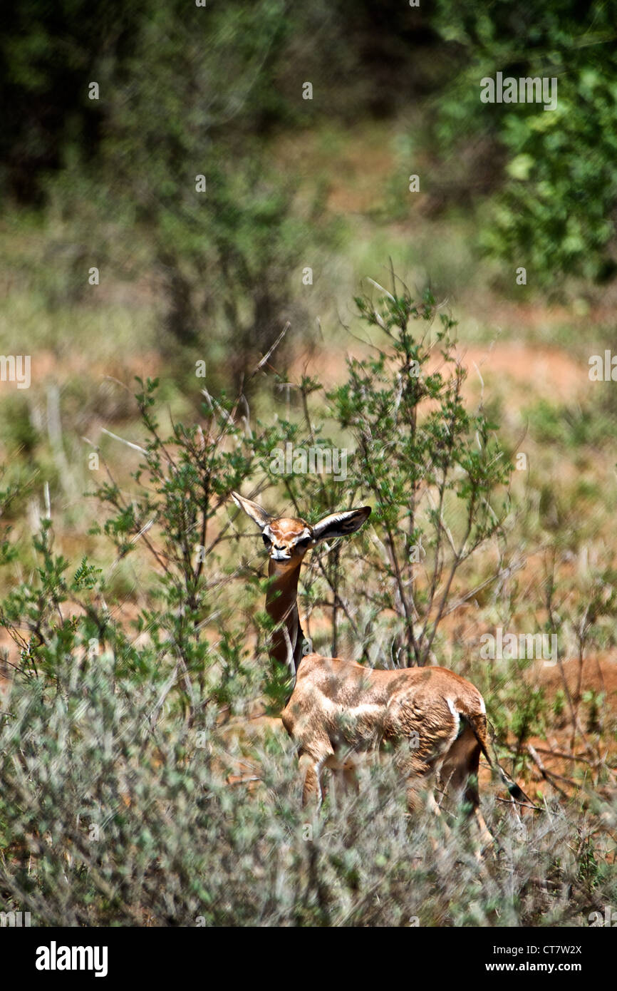 Portrait de gazelle au Kenya, Afrique. Banque D'Images