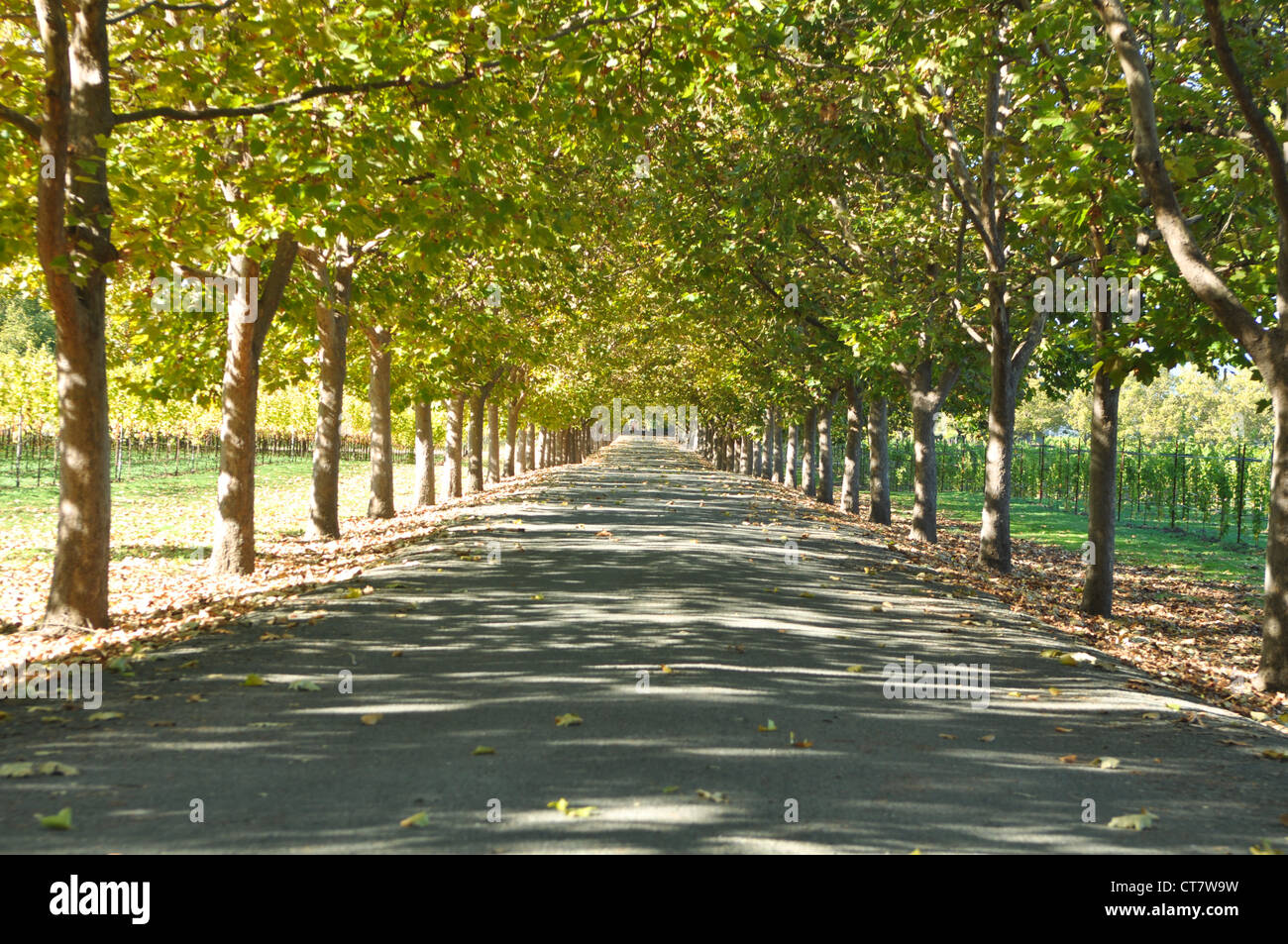 Allée des arbres sur une journée d'été Banque D'Images