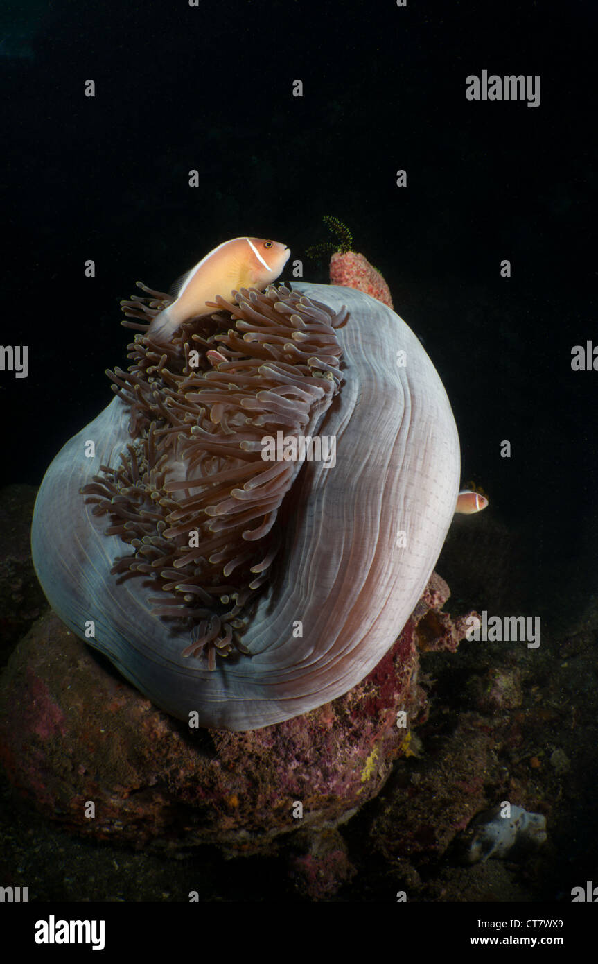 Balle avec anémone poisson clown (Amphiprion perideraion rose) sur le Nudi Falls emplacement de piqué dans le Détroit de Lembeh, Indonésie Banque D'Images