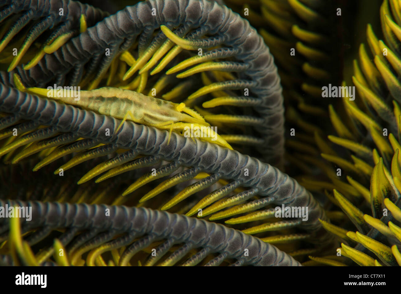 Crevettes commensaux (Pontoniinae) sur les plumes des crinoïdes étoiles sur le Nudi Retreat 2 dive site, Détroit de Lembeh, Indonésie Banque D'Images