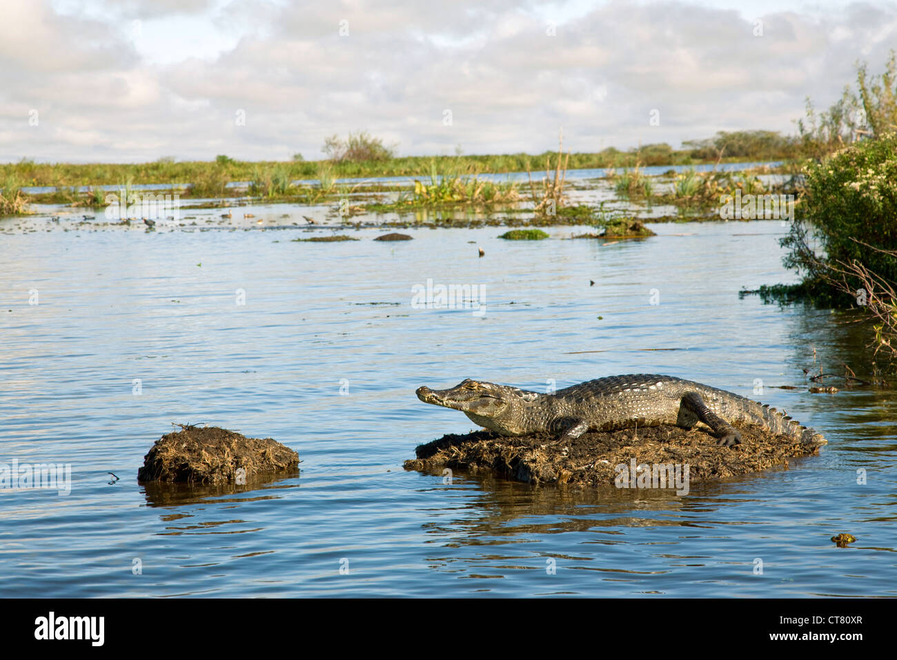 Caiman dans la Laguna Ibera Banque D'Images