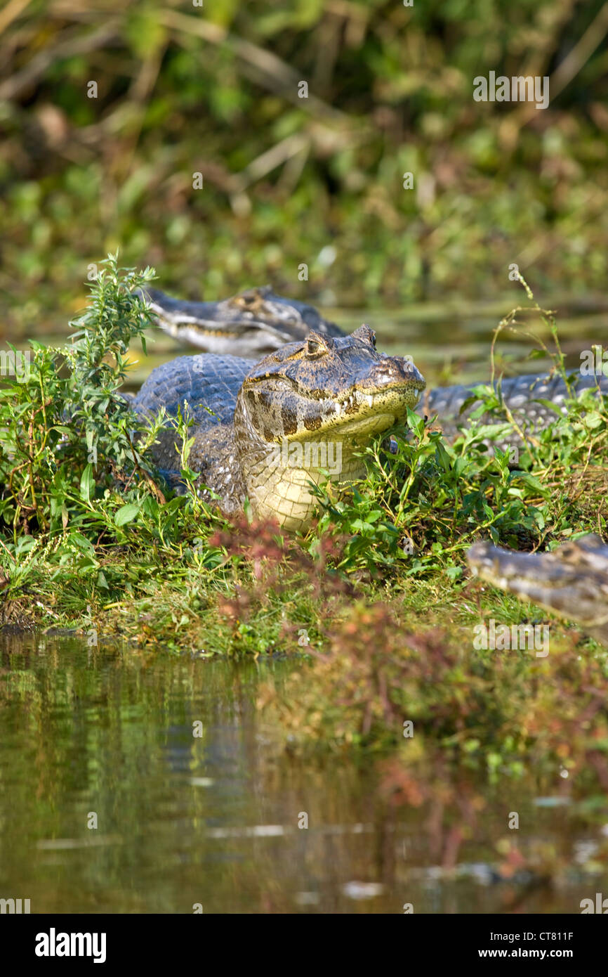 Caiman ou Yacares dans la Laguna Ibera Banque D'Images