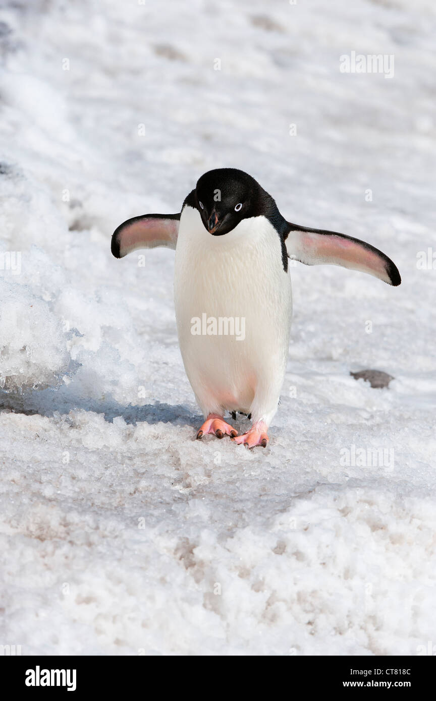 Manchot Adélie (Pygoscelis adeliae), l'île Paulet, Erebus et Terror Golfe, péninsule antarctique Banque D'Images