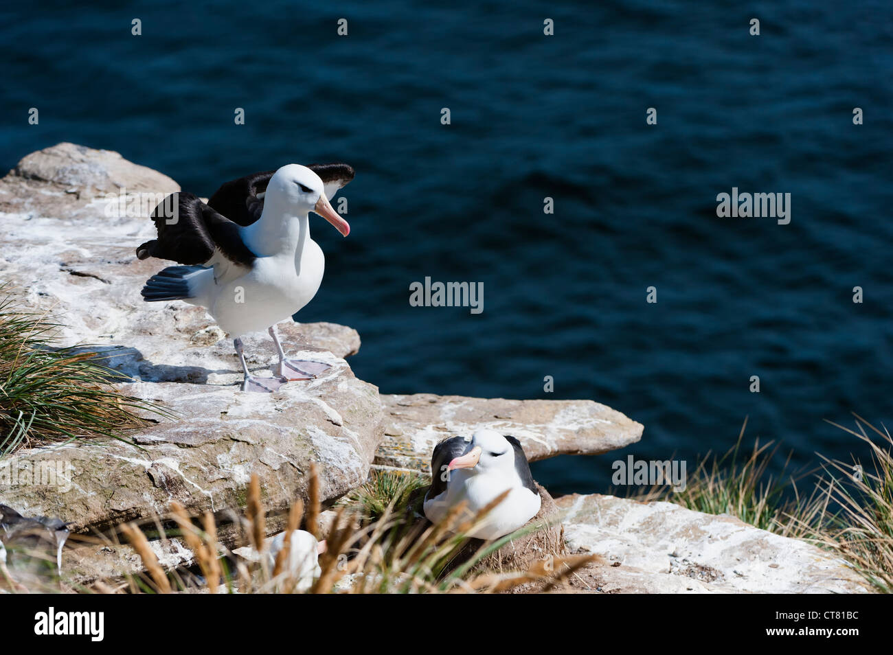 Corneille noire ou Black-browed Mollymawk (Diomedea melanophris), Nouvelle Île, Îles Falkland Island Banque D'Images