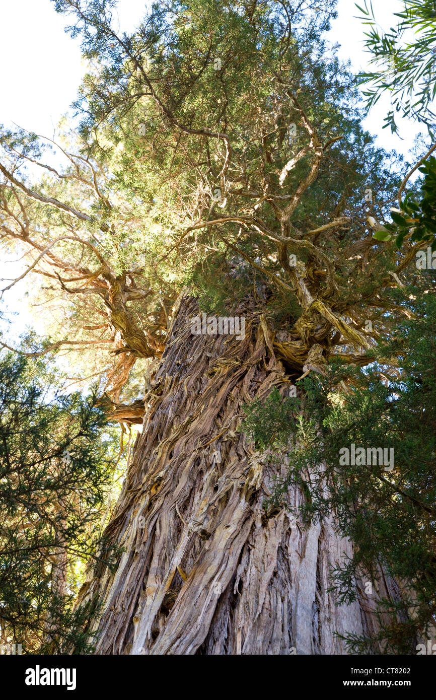 El Abuelo ou le grand-père Alerce arbre de la El Alerzal Milenario trail Banque D'Images