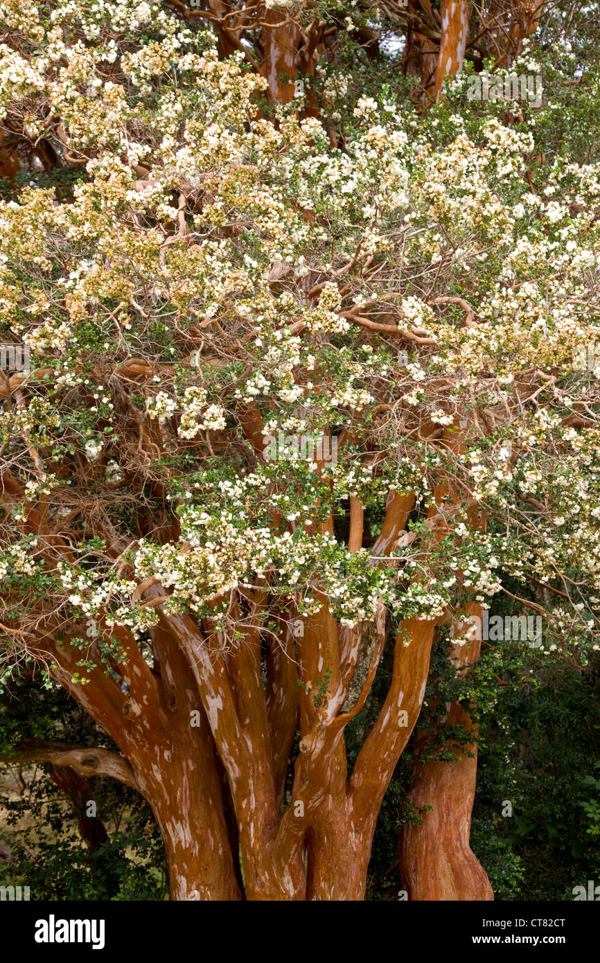 Arrayan arbre dans le Parque Nacional Los Arrayanes Banque D'Images