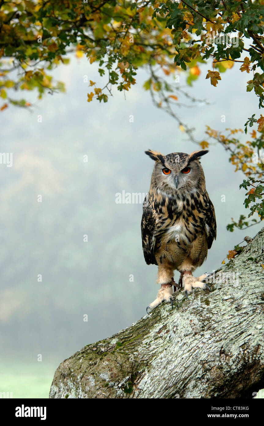 Vue d'un aigle hibou sur la branche d'un arbre Banque D'Images
