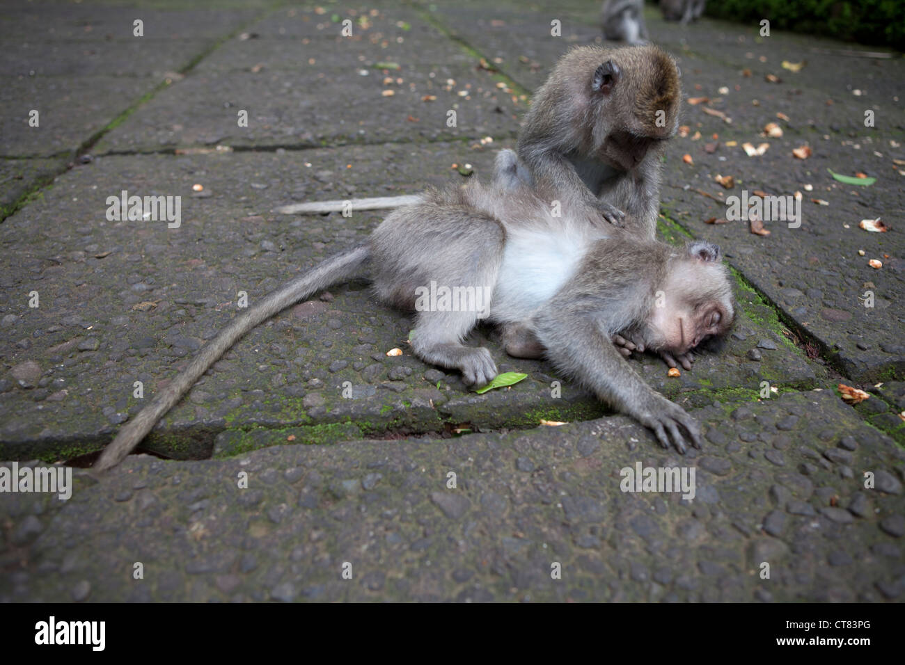 Les macaques à longue queue de singe Monkey Forest sacrée Ubuds, Bali, Indonésie. Banque D'Images