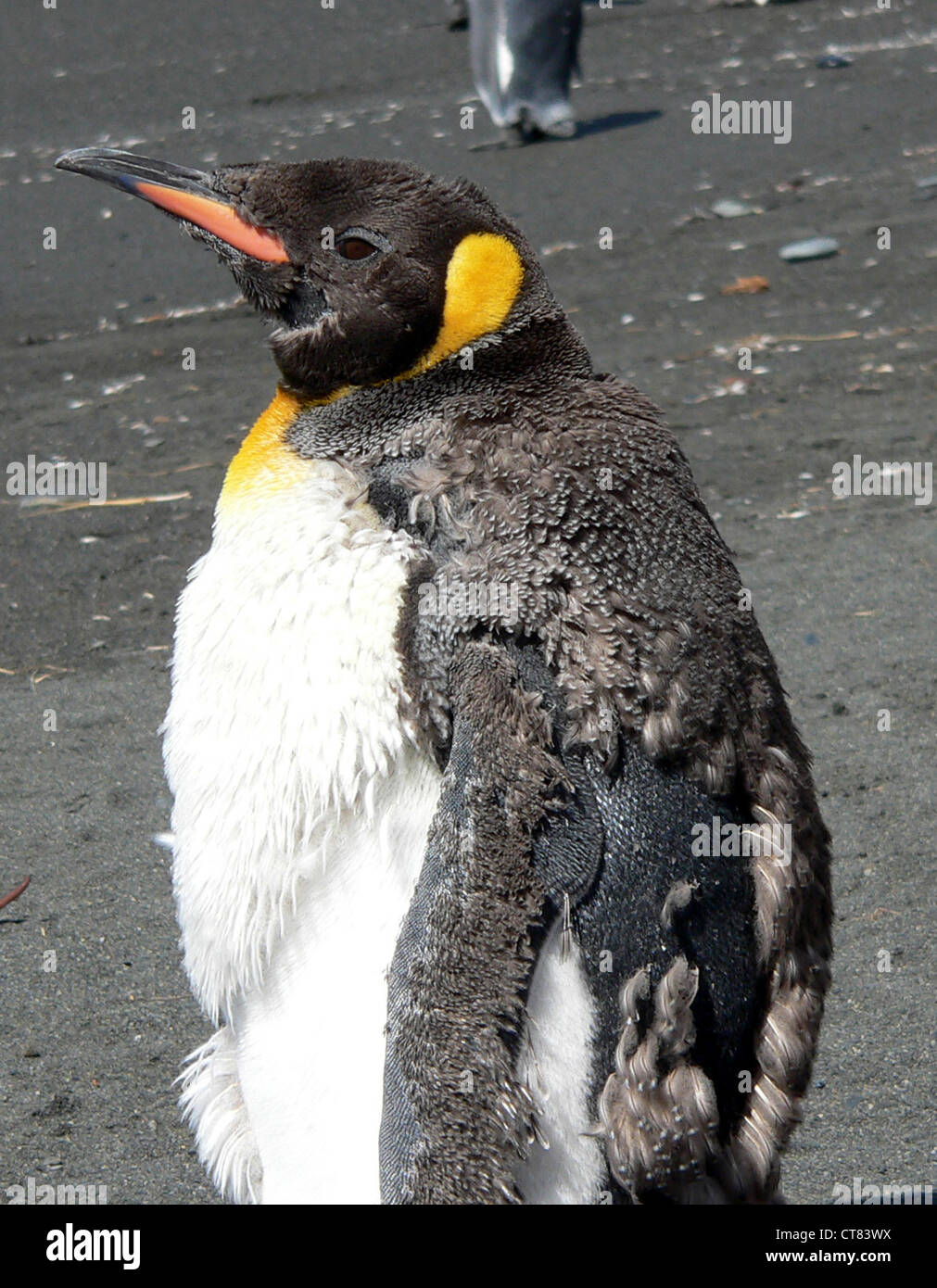 Image De Manchots Sur Une Image De Plage Manchot Empereur de l'Antarctique sur la plage Photo Stock - Alamy