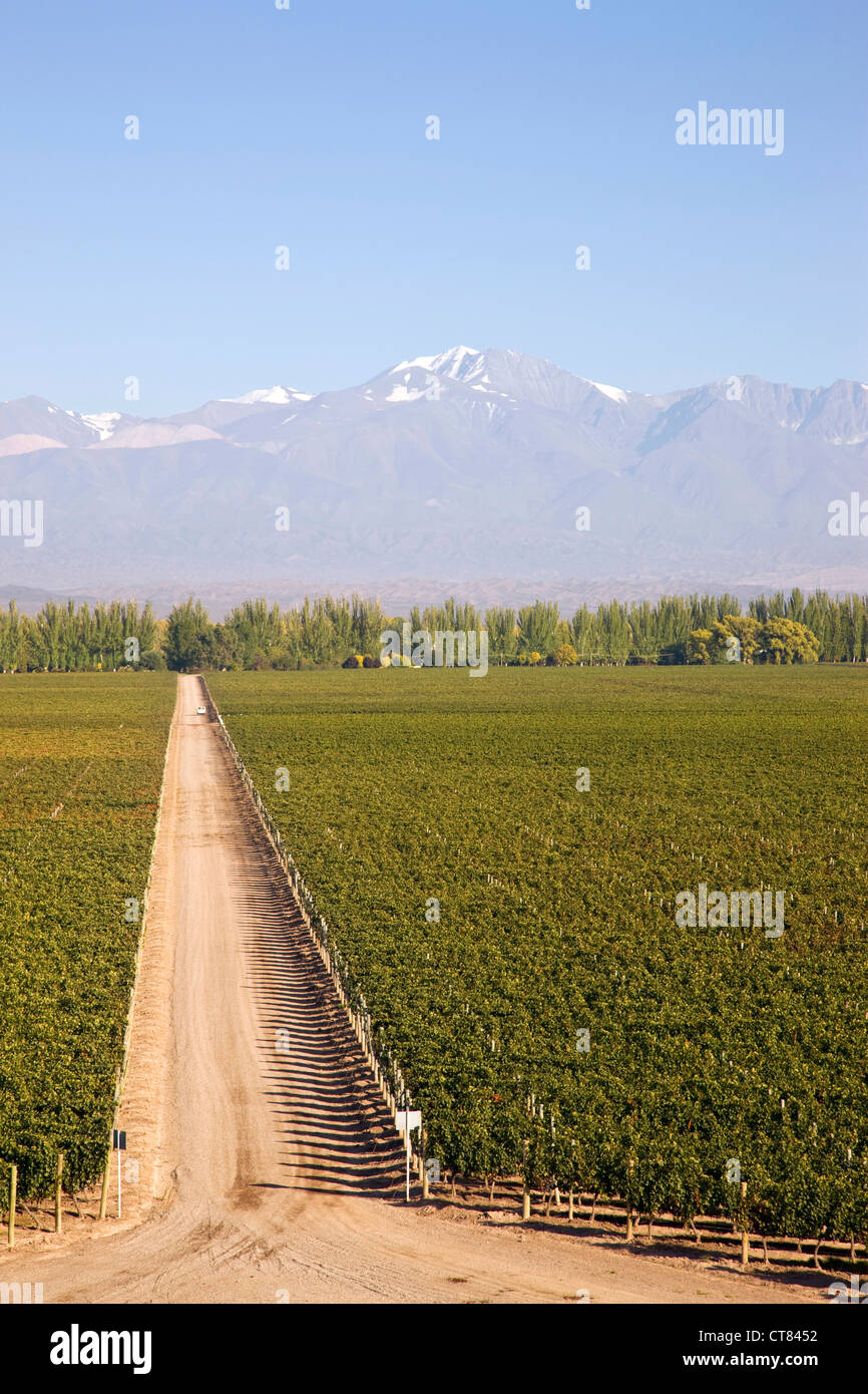 View of vineyard avec en arrière-plan des Andes à bodega Catena Zapata Banque D'Images