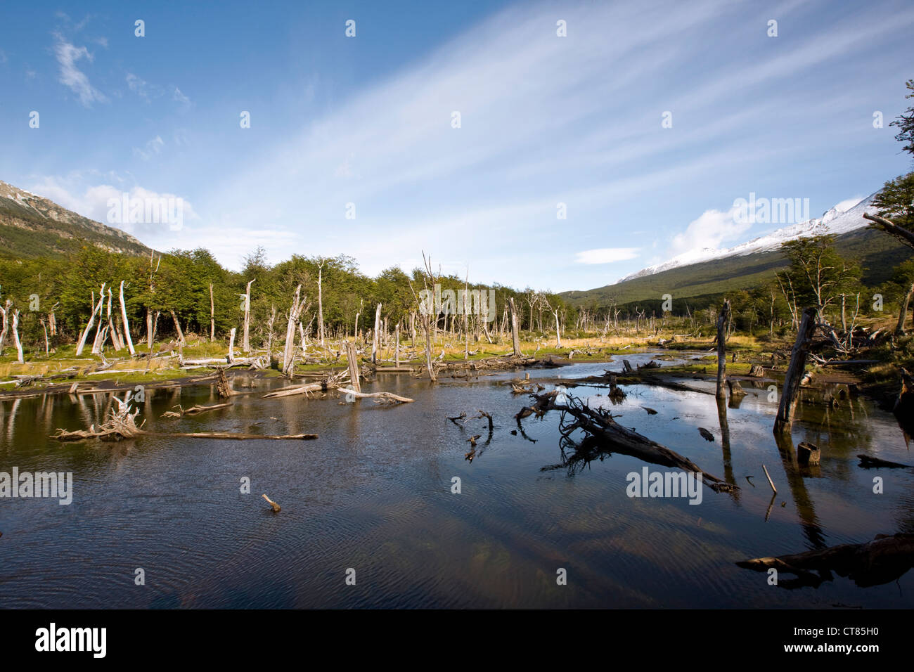 Castorera ou barrage de castor dans le Parque Nacional Tierra del Fuego Banque D'Images