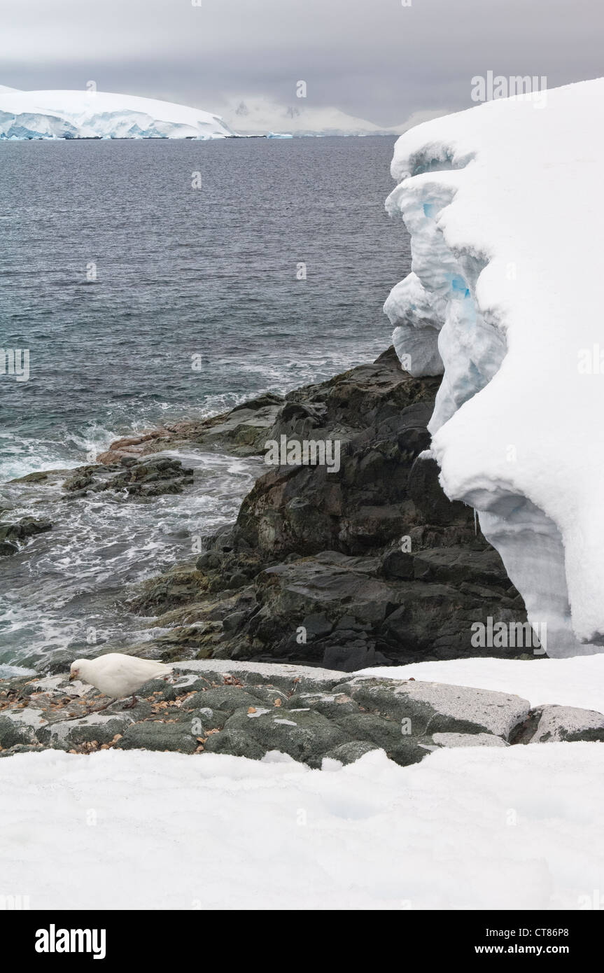 Les roches Hydrurga, Péninsule Antarctique Banque D'Images