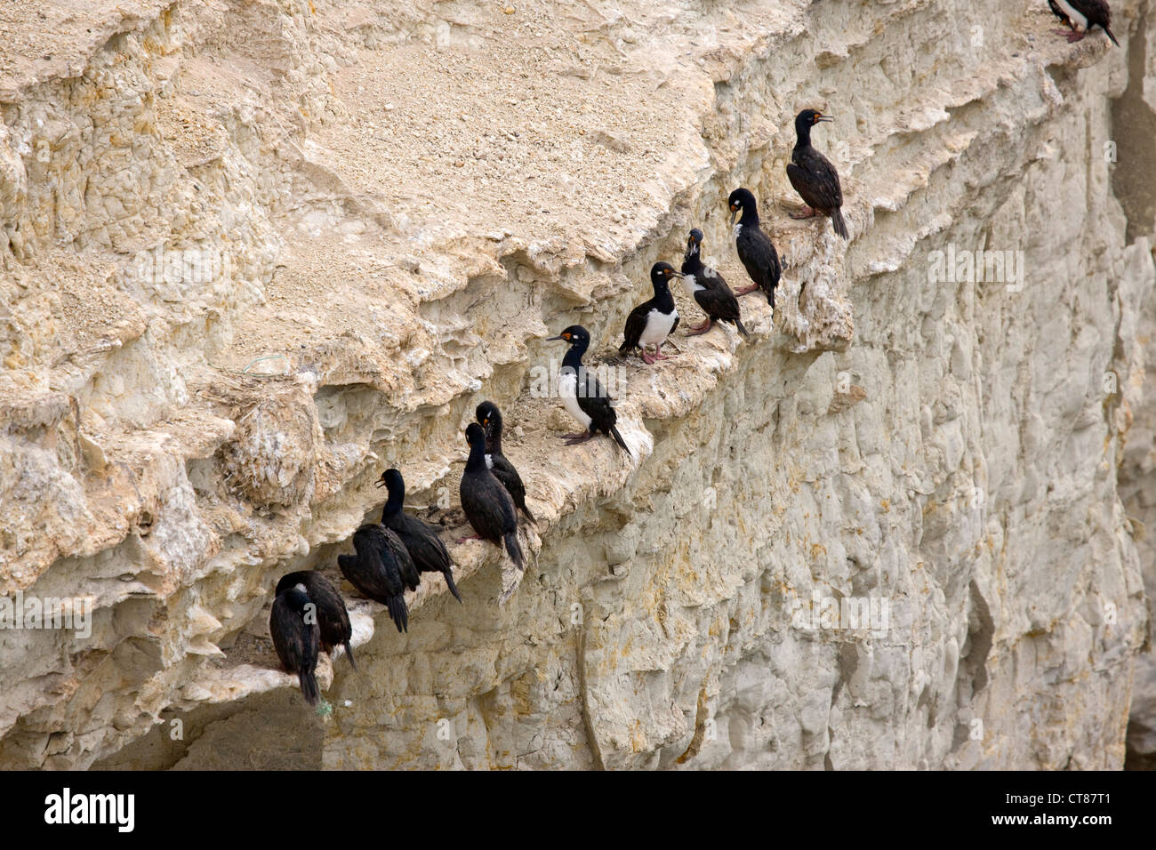 Les Cormorans à Punta Loma dans le Golfo Nuevo Banque D'Images