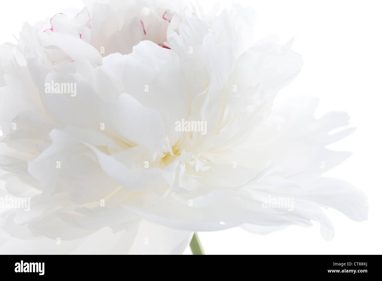 pivoine blanche Banque D'Images