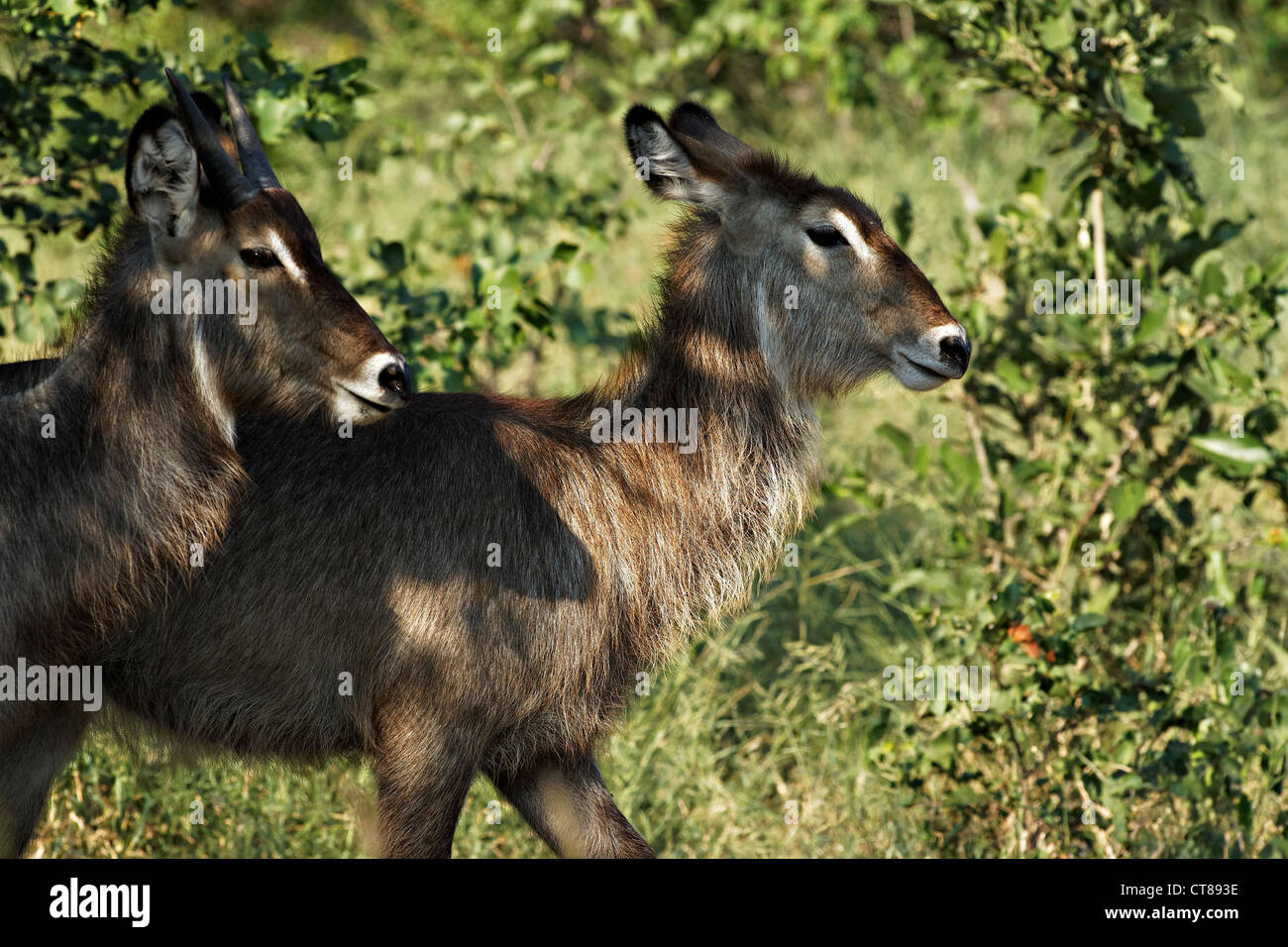 Waterbucks femelle commun ( Kobus ellipsiprymnus ) , le parc national Kruger, Afrique du Sud Banque D'Images