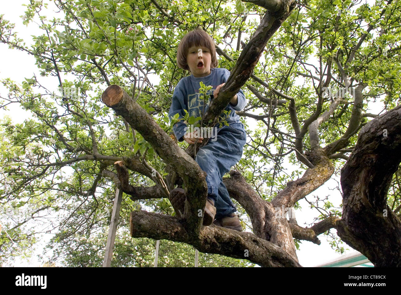 Un enfant grimpe dans un arbre Banque D'Images