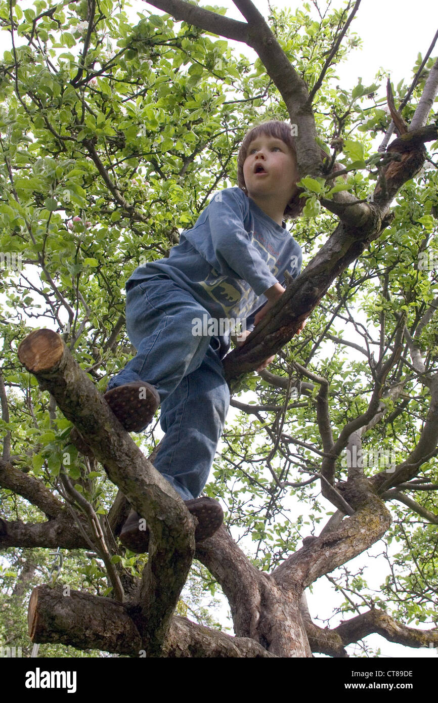 Un enfant grimpe dans un arbre Banque D'Images