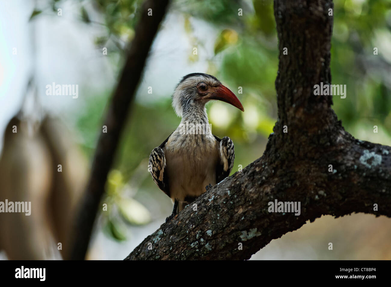 Calao à bec rouge (Tockus erythrorhynchus Portrait d'oiseaux ) dans un arbre, Kruger National Park, Afrique du Sud Banque D'Images
