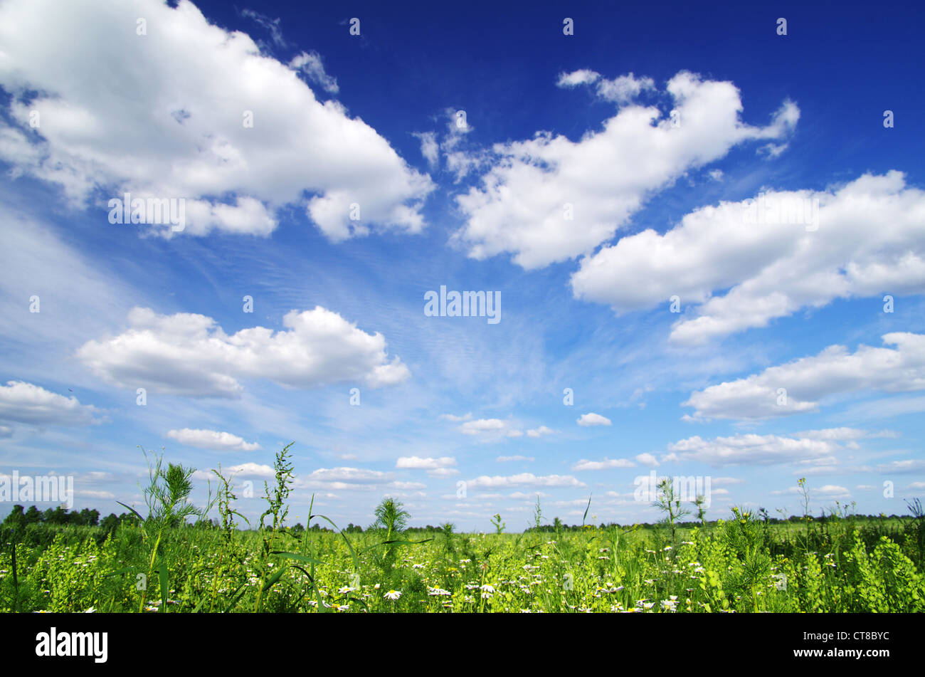 Pré Vert sous ciel bleu avec des nuages Banque D'Images