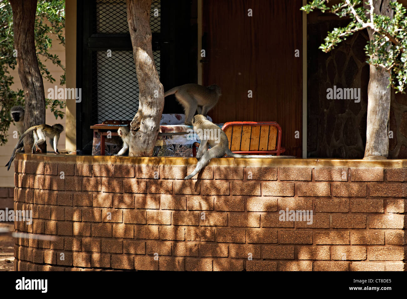 Un singe (Chlorocebus pygerythrus ) assis sur un mur de briques dans un camp du parc Kruger, Kruger National Park, Afrique du Sud Banque D'Images