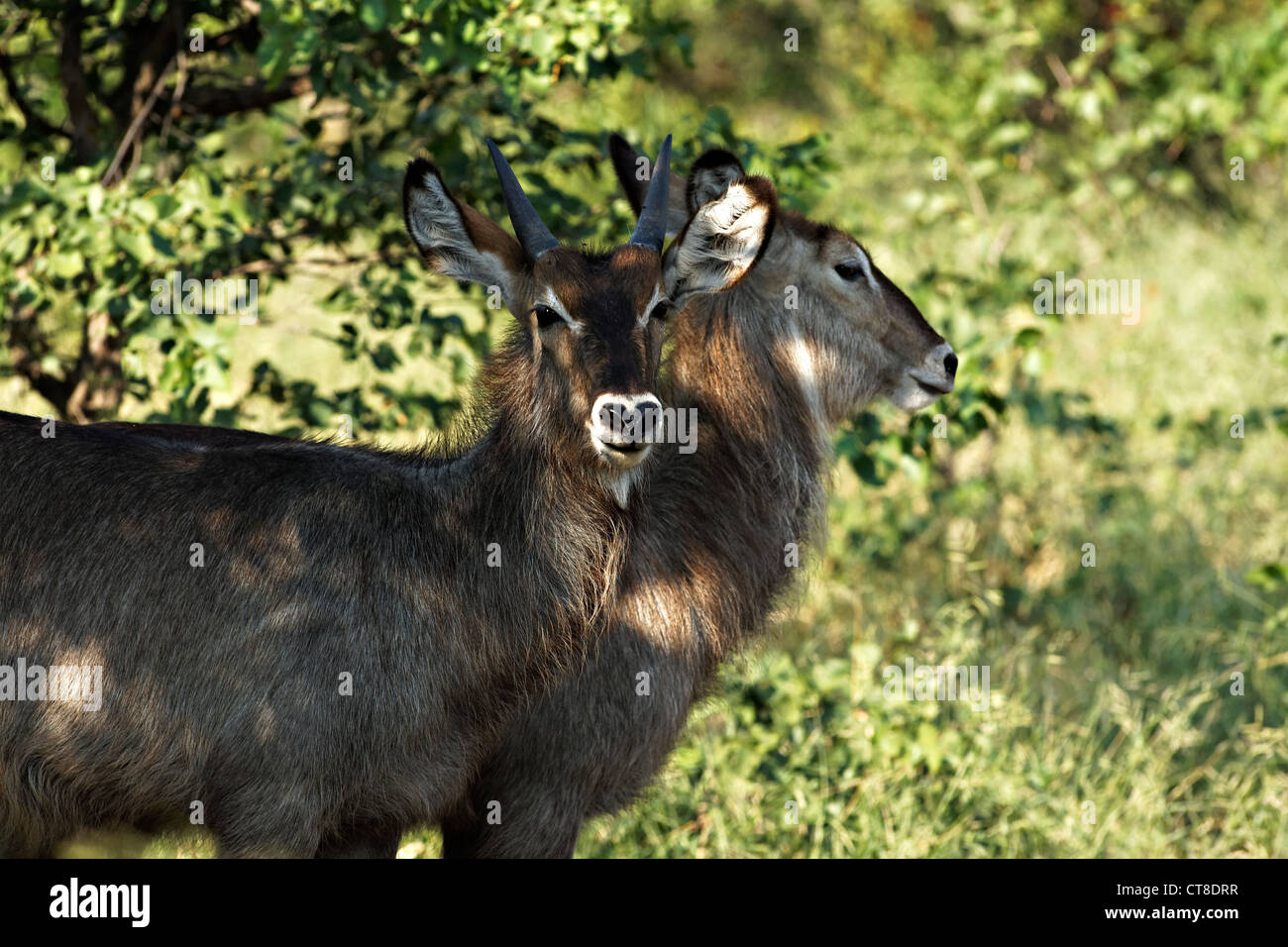 Waterbucks femelle commun ( Kobus ellipsiprymnus ) , le parc national Kruger, Afrique du Sud Banque D'Images