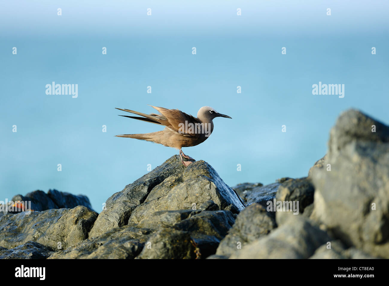 Ou communs, noddi brun Anous stolidus, Masirah Island, Oman Banque D'Images