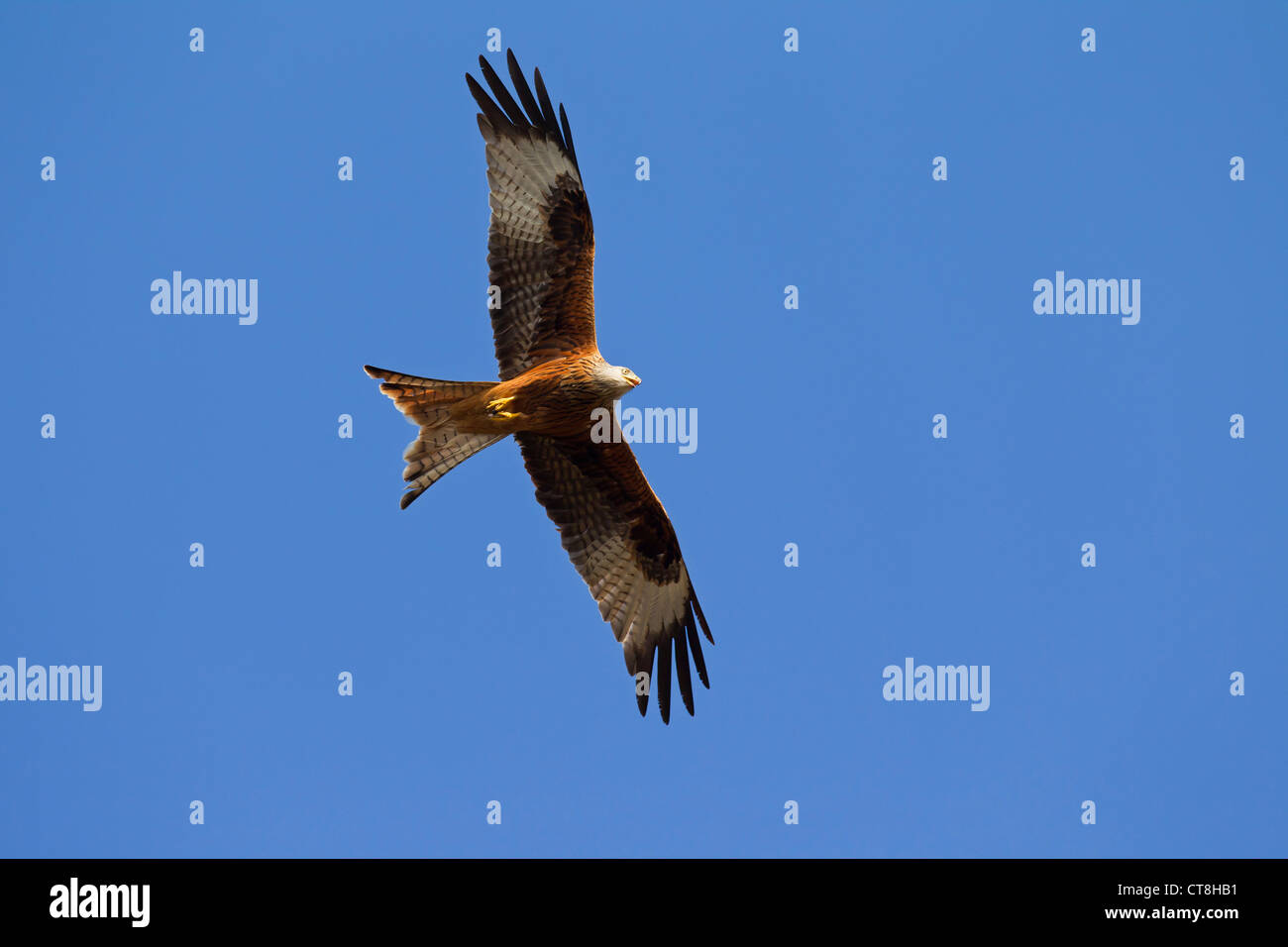 Le Milan royal (Milvus milvus) en vol sur fond de ciel bleu Banque D'Images