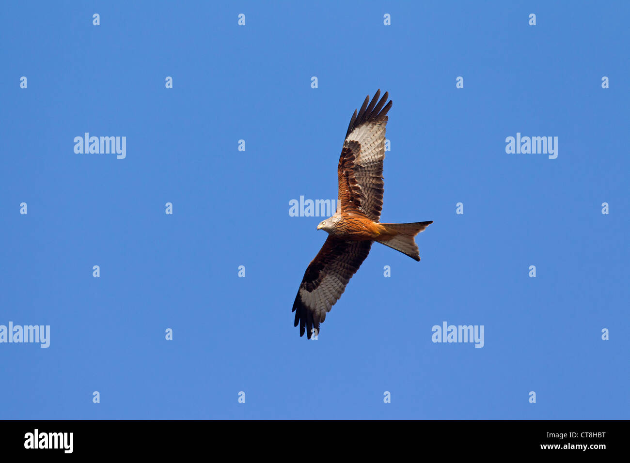 Le Milan royal (Milvus milvus) en vol Banque D'Images