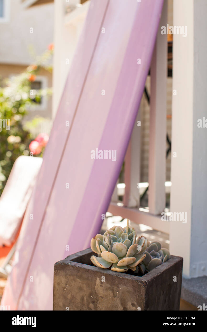 Surf sur le porche d'une succulente Banque D'Images