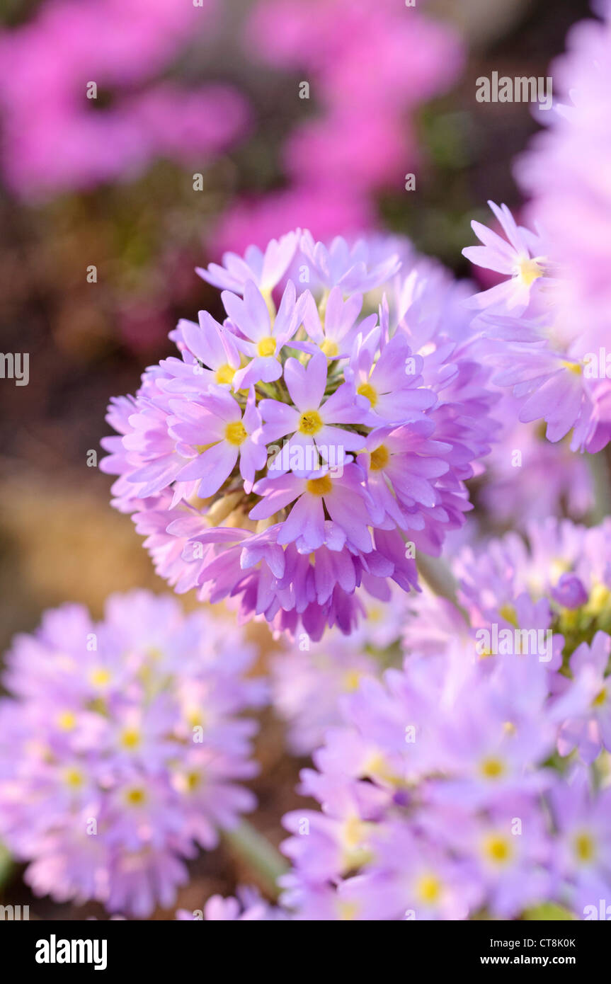 Drumstick primula denticulata (primrose) Banque D'Images