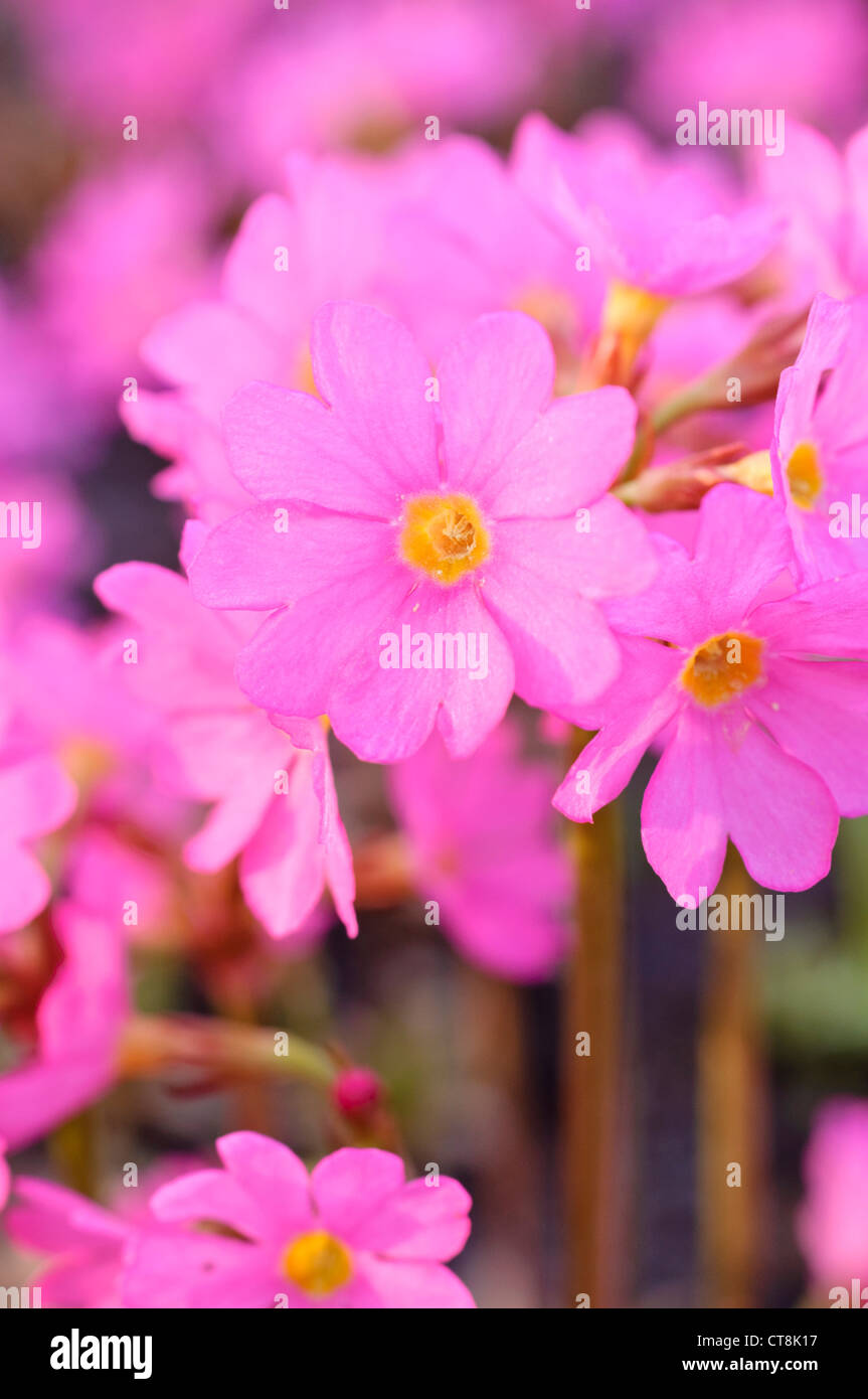 Prairie himalayenne (primrose Primula rosea) Banque D'Images