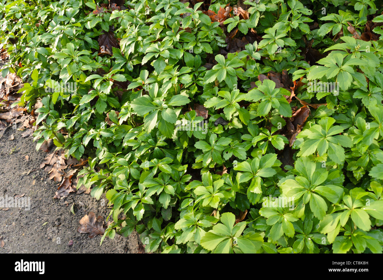 L'euphorbe ésule japonais (Pachysandra terminalis) Banque D'Images